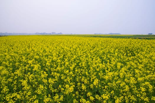 Beautiful Floral Landscape View of Rapeseed blossoms in a field in the countryside of Bangladesh
