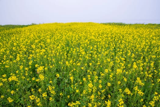 Beautiful Floral Landscape View of Rapeseed blossoms in a field in the countryside of Bangladesh