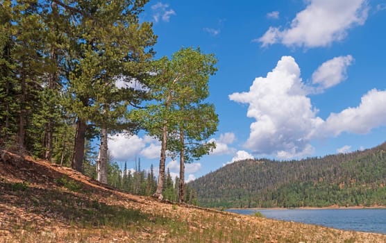 Pines and Aspen Along a Mountain Lake in Dixie National Forest in Utah