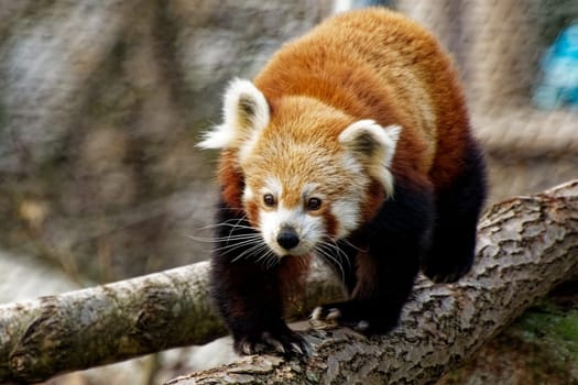 Red panda