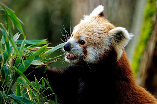 Red panda