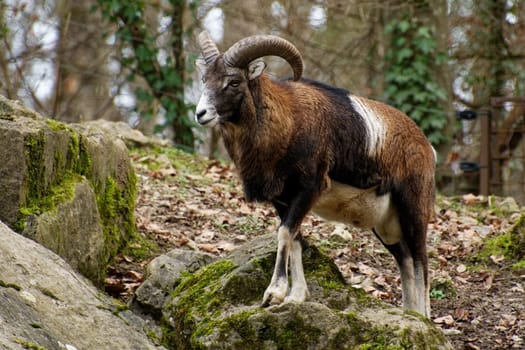 Mouflon