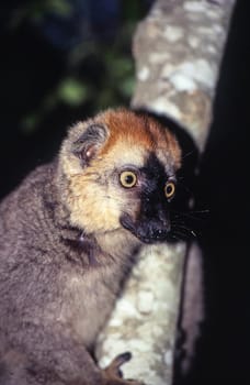 Red-Fronted Brown Lemur (Eulemur fulvus rufus),  Berenty Private Reserve, Anosy, Madagascar