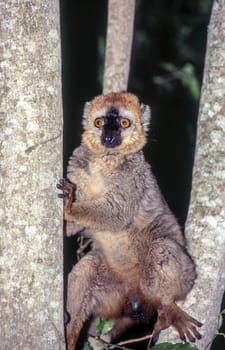 Red-Fronted Brown Lemur (Eulemur fulvus rufus),  Berenty Private Reserve, Anosy, Madagascar.