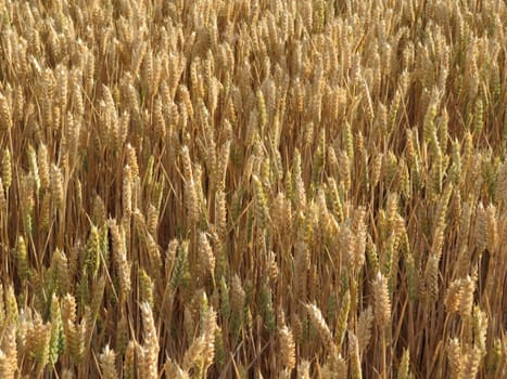 beautiful field of cereal gilded by the sun ready to harvest and grind