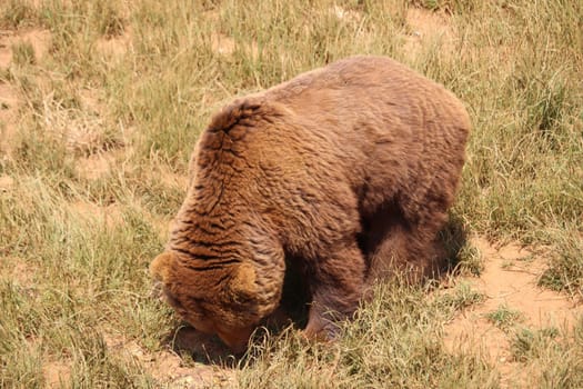 beautiful big wild brown bear dangerous Spanish claws