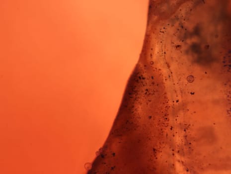 abstract background fantasy illusion rarity imagination virus bacteria sensation