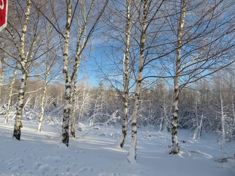 snow white cold winter beautiful ice cream trees landscape