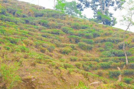 Cut and pruned tea garden on mountain slope. Farm Landscape Scenery. Darjeeling West Bengal India South Asia Pacific