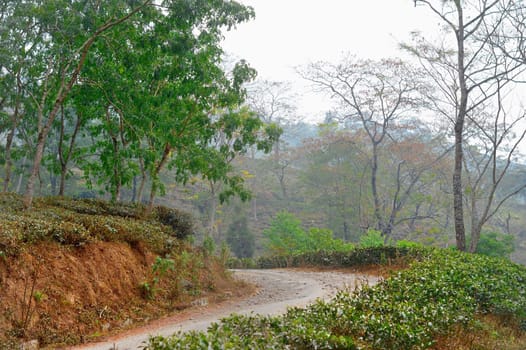 A road through tea garden with cut and pruned tea plantation on himalayas mountain valley. Tabakoshi West Bengal India. Focus on Foreground