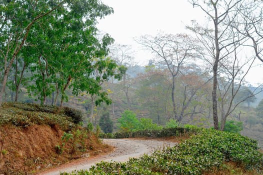 A road through tea garden with cut and pruned tea plantation on himalayas mountain valley. Tabakoshi West Bengal India. Focus on Foreground