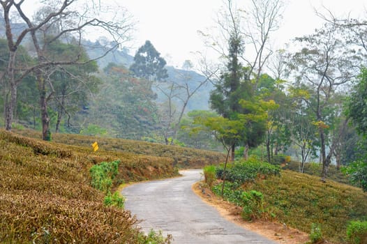 A road through tea garden with cut and pruned tea plantation on himalayas mountain valley. Tabakoshi West Bengal India. Focus on Foreground