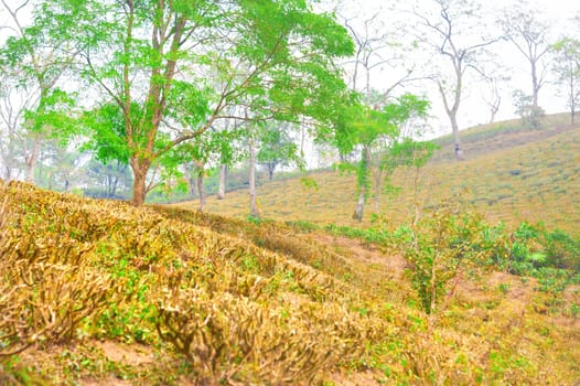 Cut and pruned tea garden on mountain slope. Farm Landscape Scenery. Darjeeling West Bengal India South Asia Pacific