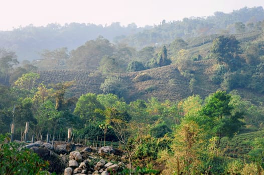 Greenery Mountains Landscape. Bushes Trees Slope Field Under Blue Sky on sunset.Rangbang river mountain valley.Tabakoshi West Bengal India South Asia Pacific