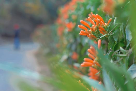 Red flower buds by roadside with copy space. Selective Focus.