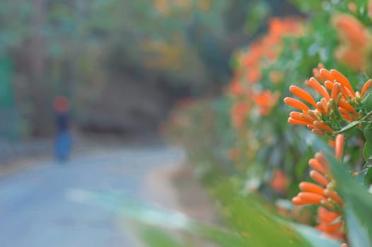 Red flower buds by roadside with copy space. Selective Focus.