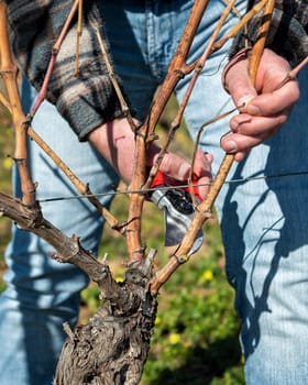 Winegrower pruning the vineyard with professional steel scissors. Traditional agriculture. Winter pruning, Guyot method.