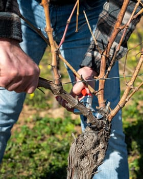 Winegrower pruning the vineyard with professional steel scissors. Traditional agriculture. Winter pruning, Guyot method.