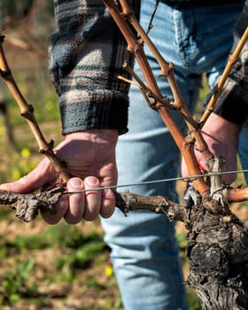 Winegrower pruning the vineyard with professional steel scissors. Traditional agriculture. Winter pruning, Guyot method.