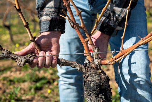 Winegrower pruning the vineyard with professional steel scissors. Traditional agriculture. Winter pruning, Guyot method.