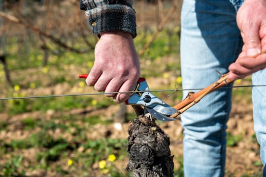 Winegrower pruning the vineyard with professional steel scissors. Traditional agriculture. Winter pruning, Guyot method.
