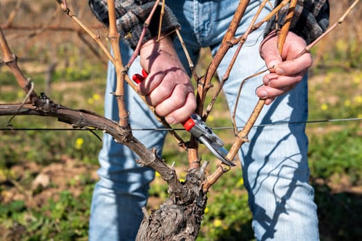 Winegrower pruning the vineyard with professional steel scissors. Traditional agriculture. Winter pruning, Guyot method.