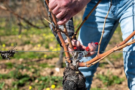 Winegrower pruning the vineyard with professional steel scissors. Traditional agriculture. Winter pruning, Guyot method.