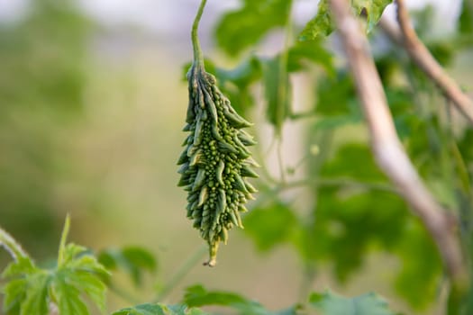 Bitter Gourd or Corolla raw healthy vegetable hanging on the garden tree with the blurry background