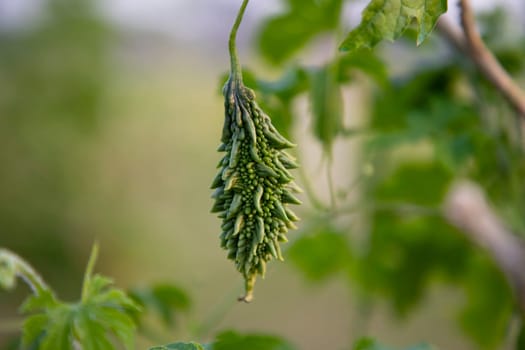 Bitter Gourd or Corolla raw healthy vegetable hanging on the garden tree with the blurry background