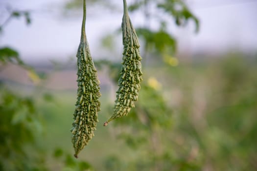 Bitter Gourd or Corolla raw healthy vegetable hanging on the garden tree with the blurry background