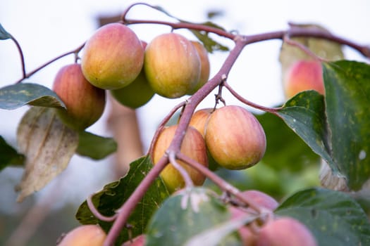 Red jujube fruits or apple kul boroi on the branches of an apple tree in the garden
