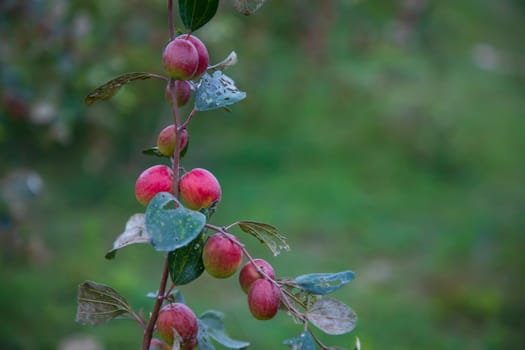 Red jujube fruits or apple kul boroi on a branch in the garden. Shallow depth of field