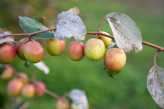 Red jujube fruits or apple kul boroi  on a tree branch in autumn, close up