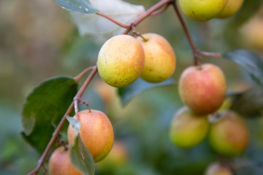 Red jujube fruits or apple kul boroi on the branches of an apple tree in the garden