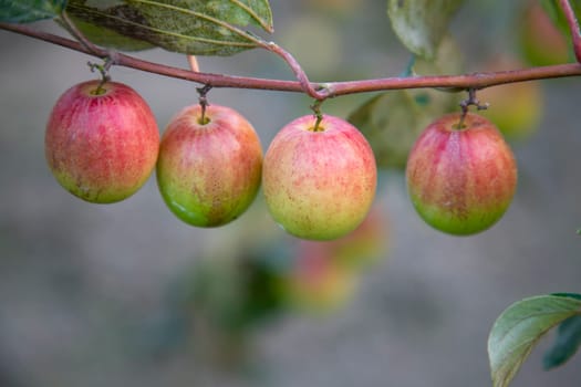 Red jujube fruits or apple kul boroi on a tree in faridpur, Bangladesh