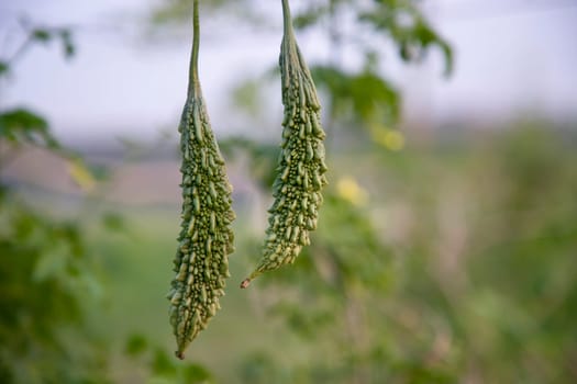 Bitter Gourd or Corolla raw healthy vegetable hanging on the garden tree with the blurry background
