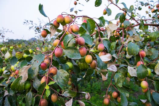 Fruit tree with unripe Red jujube fruits or apple kul boroi  in the autumn garden.