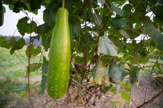 Green Bottle guard hanging on the garden tree branch