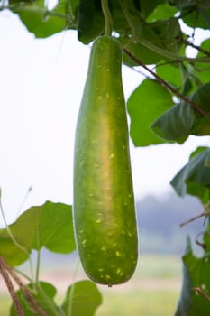 Green Bottle guard hanging on the garden tree branch