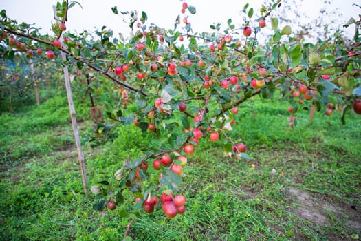 Red jujube fruits or apple kul boroi on  tree in bangladesh