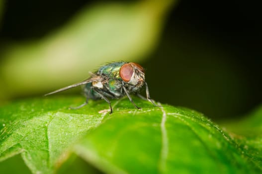 semi-frontal close-up of a green fly (Calliphora vicina) sitting on a leaf