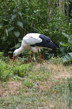 a stork in a garden is looking for food