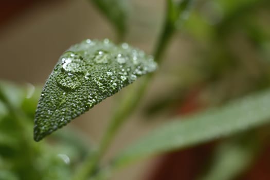 Dew drops on a sage in the garden