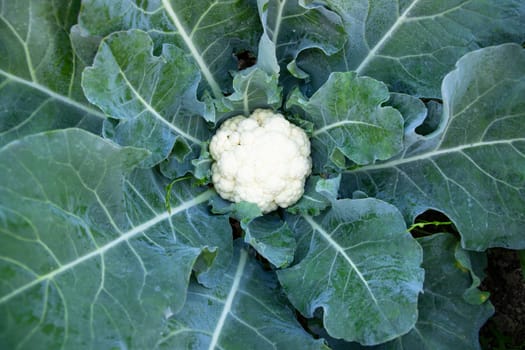 Fresh organic raw Cauliflower top view with green leaves  in the garden