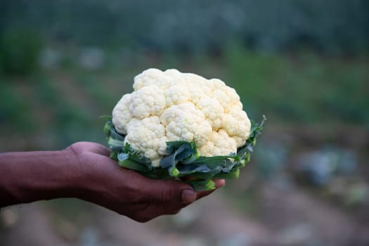 hand holding Fresh organic Cauliflower with the blurry background