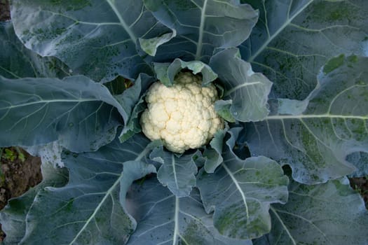 Fresh organic raw Cauliflower top view with green leaves  in the garden