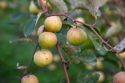 Red jujube fruits or apple kul boroi on the branches of a tree in the garden.
