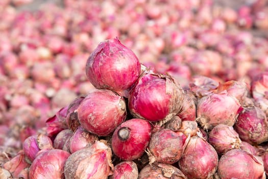 Red onion or shallot on the agriculture field in Bangladesh. selective focus