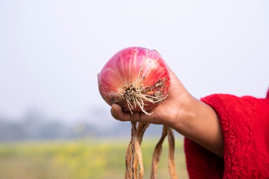 Red onion or Shallots for sale in the market, Bangladesh. Selective focus