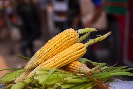 ripe yellow corn cob and green leaves  with Shallow depth of field
